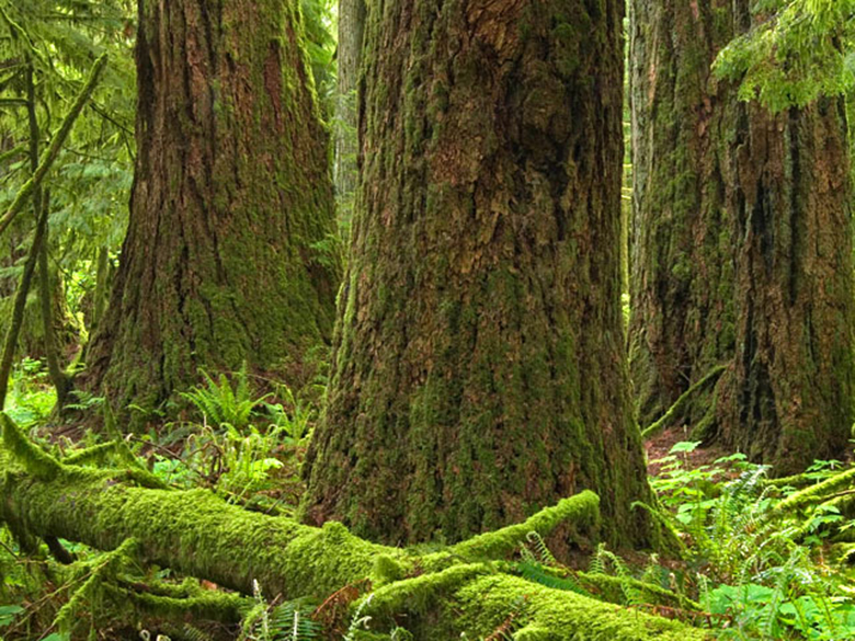 Floresta British Columbia