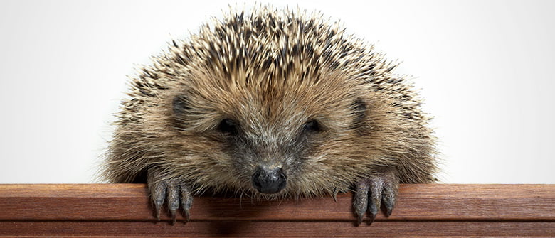 Ouriço, nova moda gastronômica