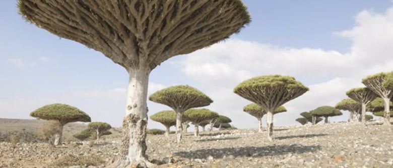 Socotra, uma ilha perdida no tempo