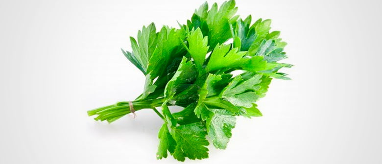 Coentro: um purificador de água natural