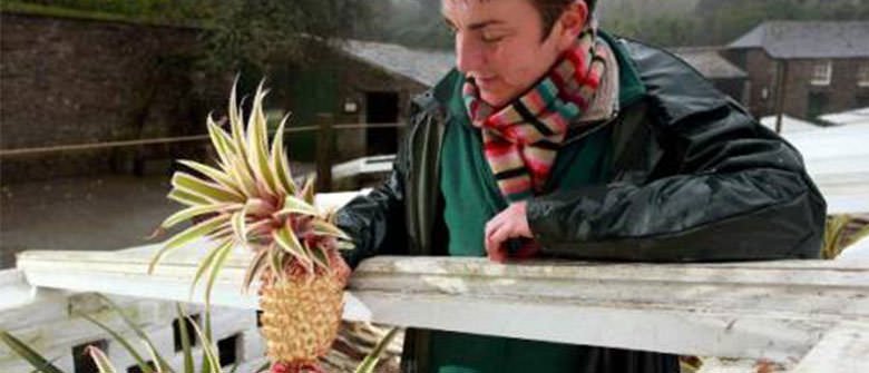 Você pagaria 16 mil dólares por um abacaxi?