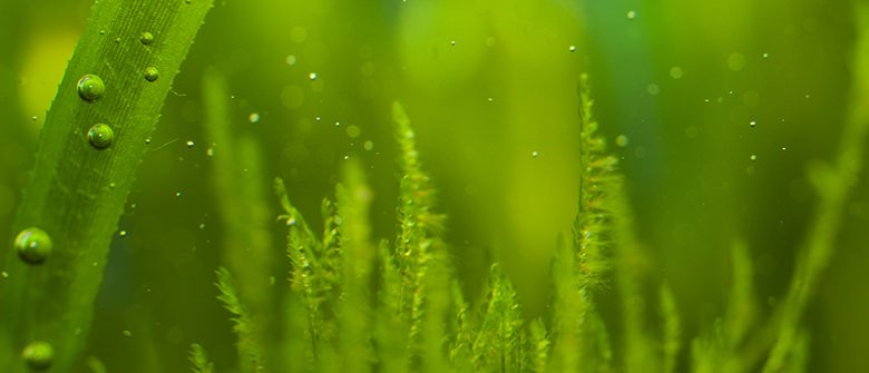 Uma lâmpada que veio do fundo do mar