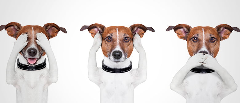 O que cães estão "dizendo" quando movem o rabo?