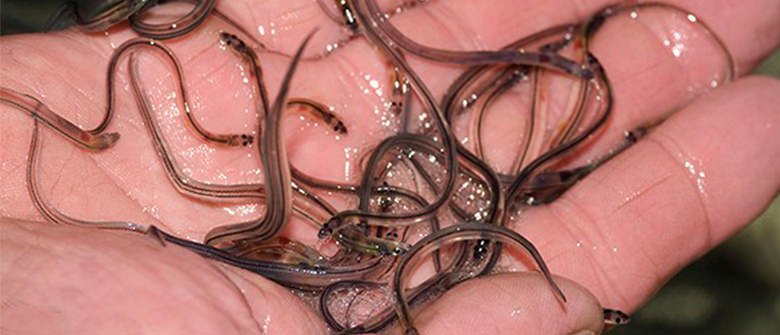 Enguias são nova aposta para esfoliação da pele