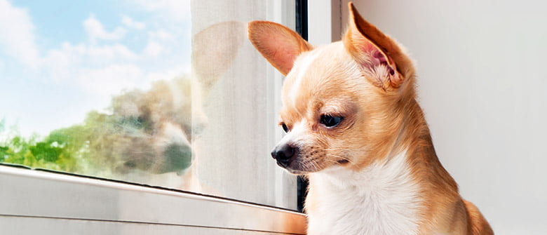 A vida de cão como ela é