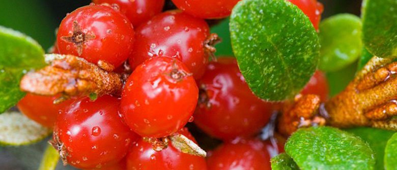 O superalimento de 2014