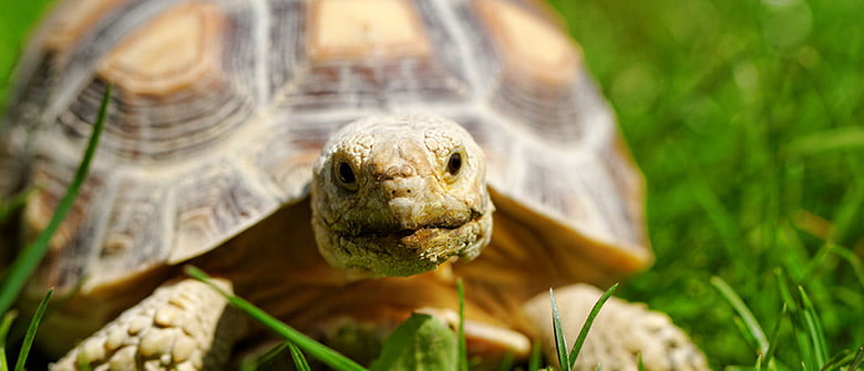 Comer devagar emagrece