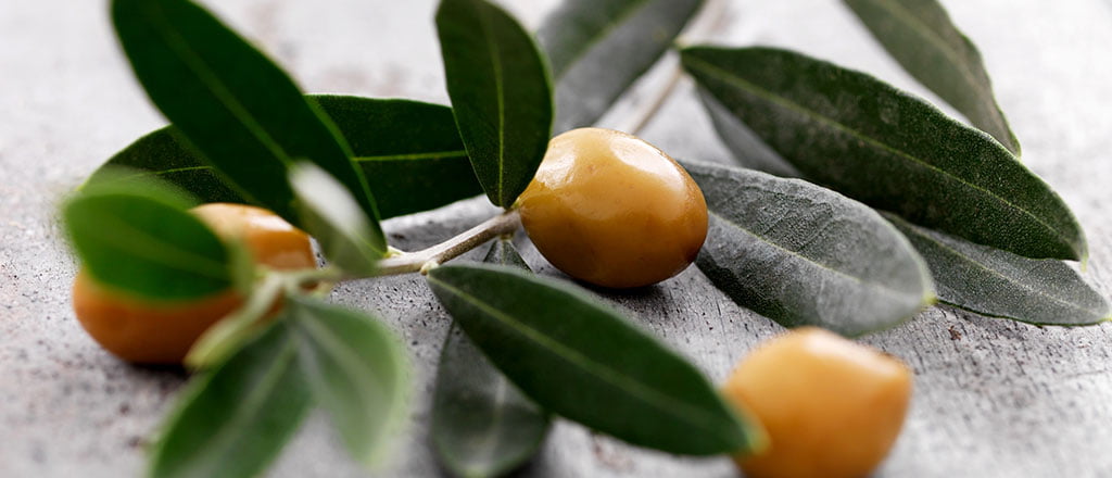 O poder do chá de folha de oliveira