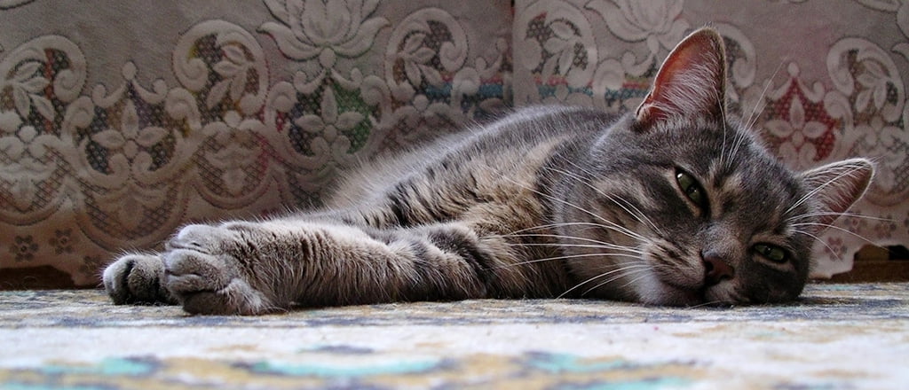 Nada melhor do que não fazer nada