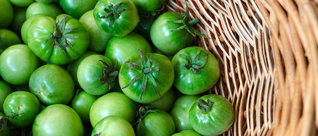 Tomates verdes estão no ponto