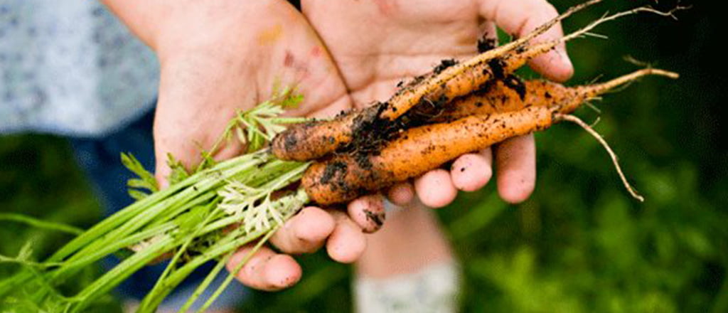 Alimentos inglórios