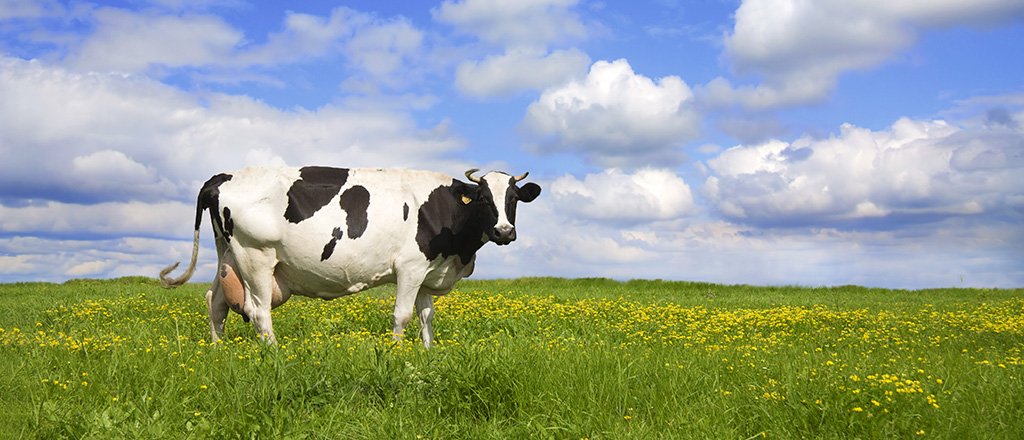 O selo das vacas limpas