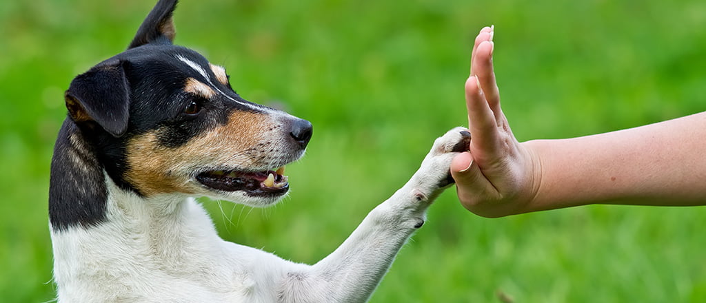 Parceiro fiel à boa forma