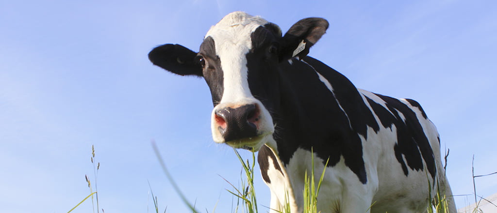 Queijo de laboratório dispensa vacas