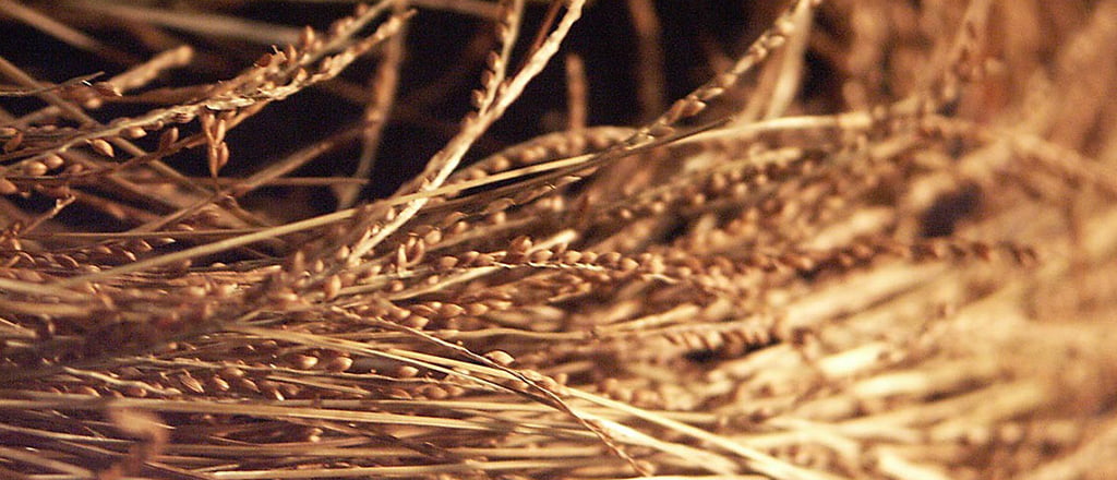 chegou a hora do fonio