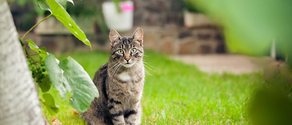 Corações recicláveis