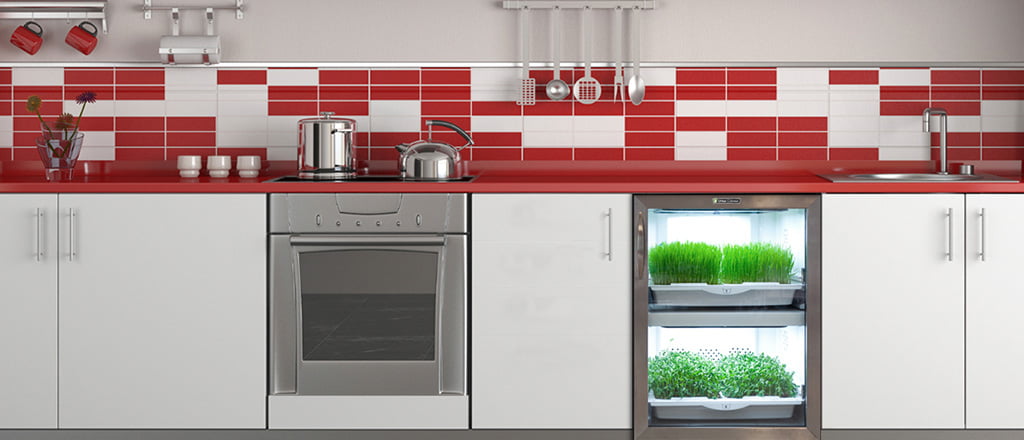 Uma horta para chamar de sua