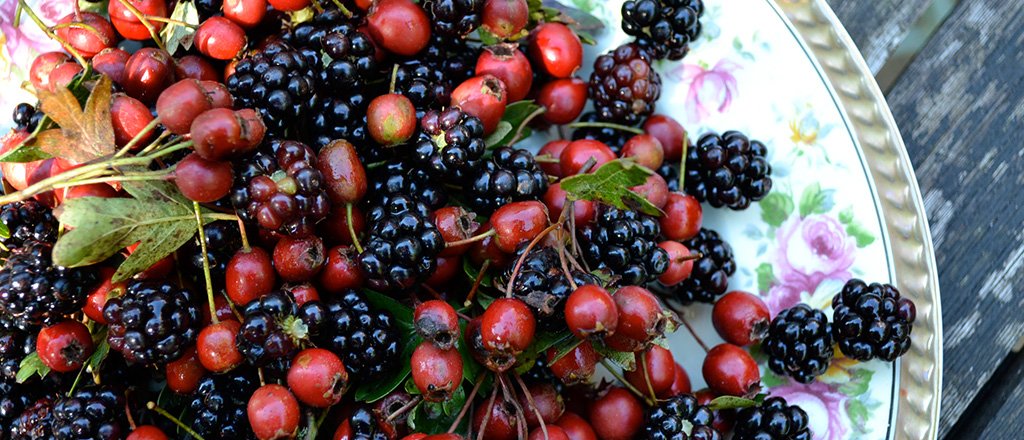A nutrição das selvas