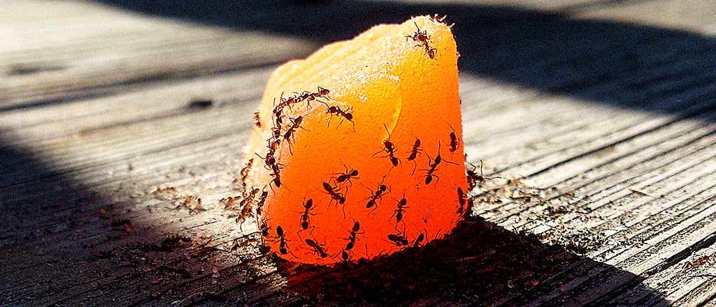 O banquete está servido