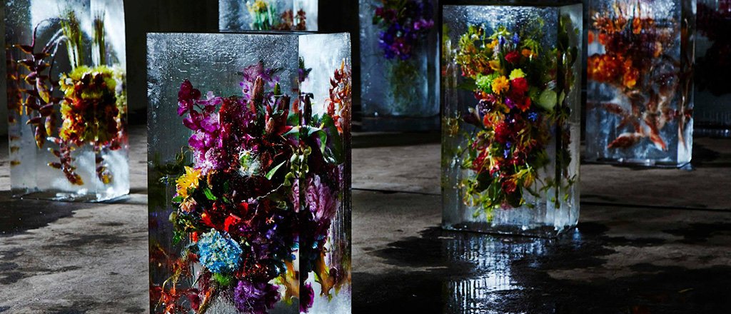 a carícia das pétalas de gelo