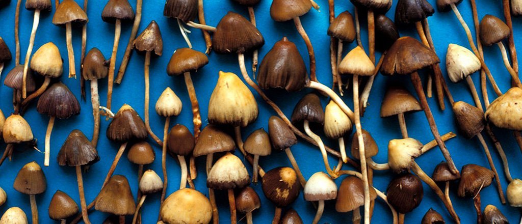 Como crescem os cogumelos