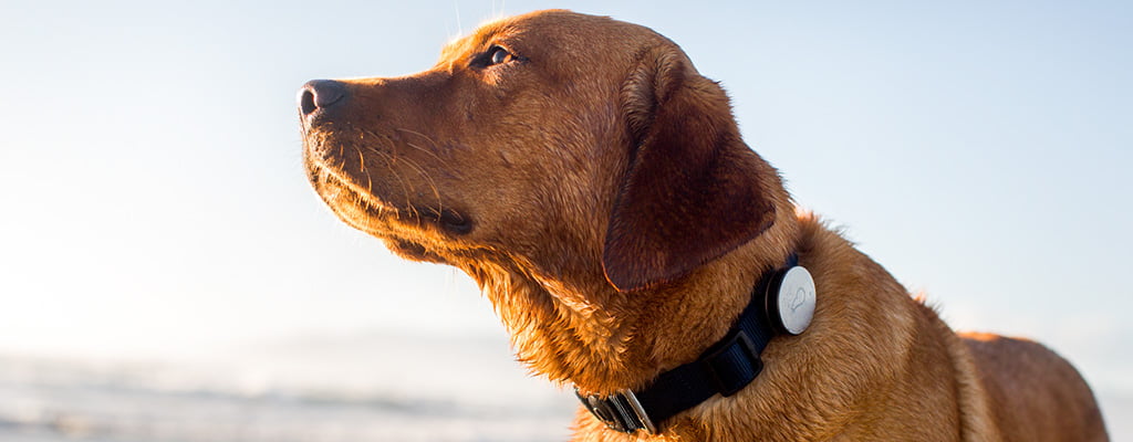 Seu melhor amigo ao telefone