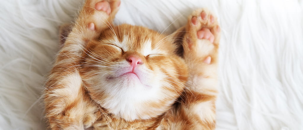 Renda-se ao descanso