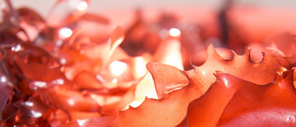 Cientistas criam o bacon do bem