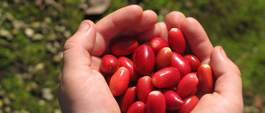 Trocando o açúcar por um milagre