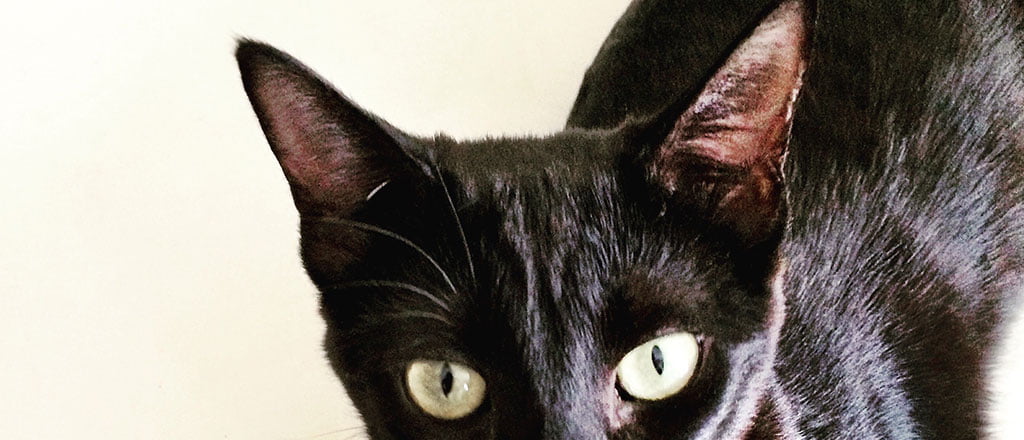 A motivação está com os gatos