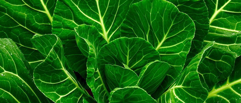 Revelado o poder do cobre contra a gordura