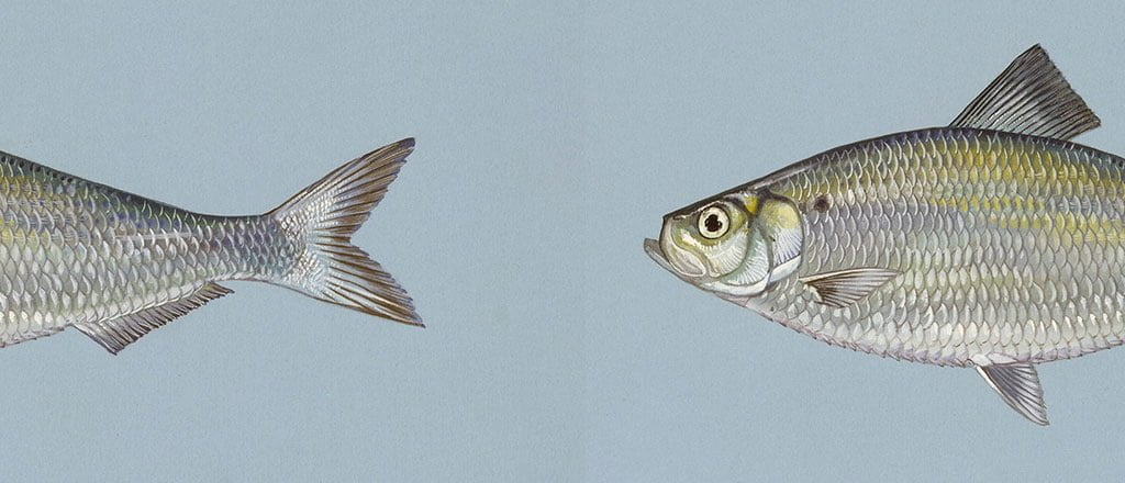 Salmão contra os doces