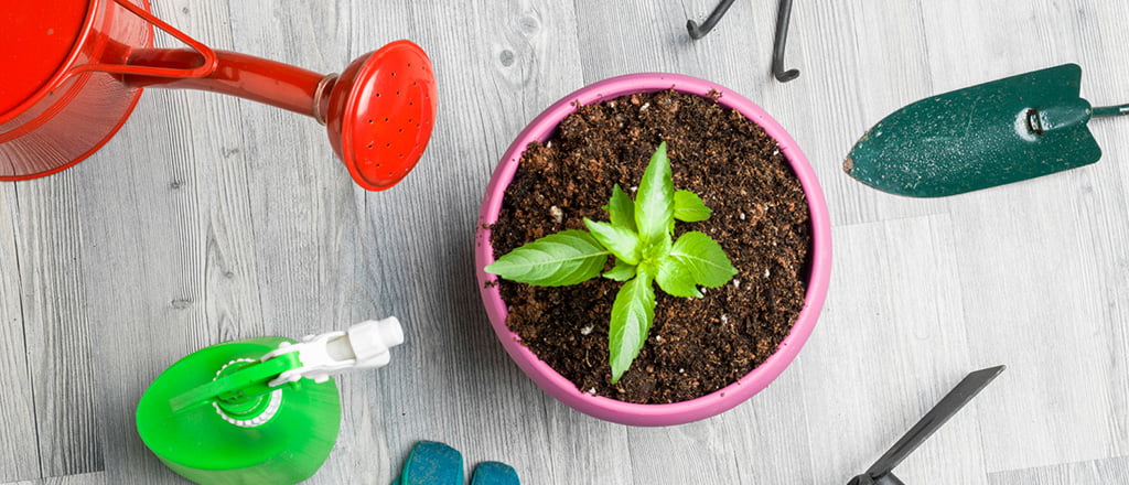 Colhendo resultados na balança