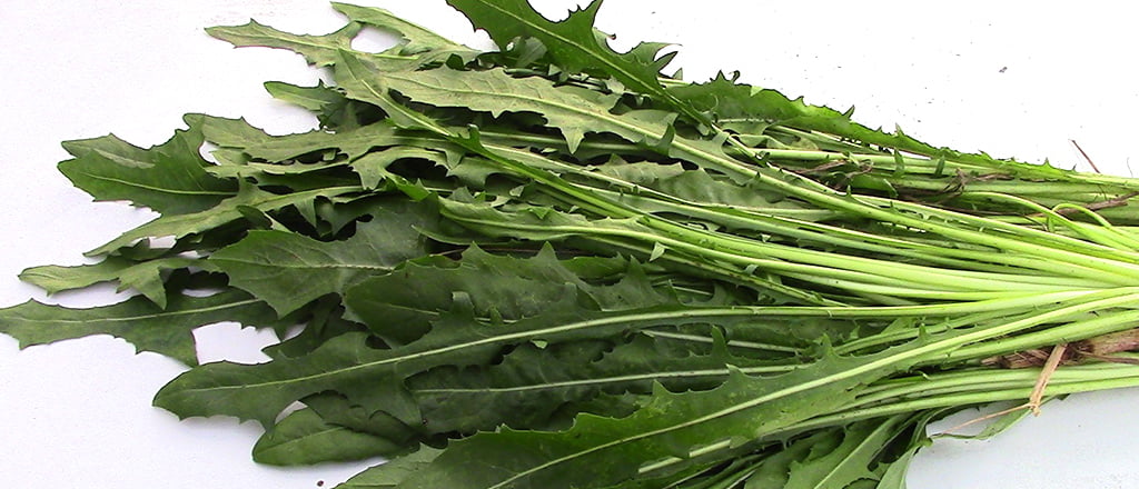 Chicória para a memória