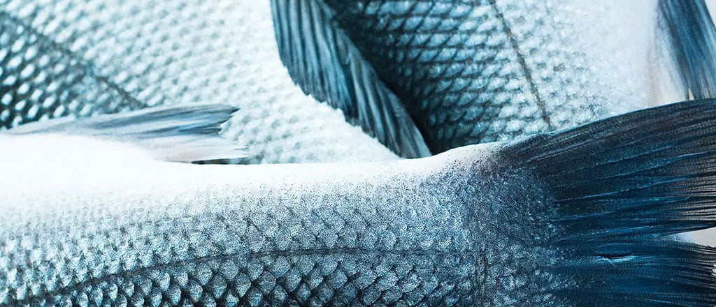 App faz rastreabilidade dos peixes